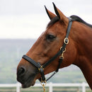 Coldstream Leather Padded Headcollar