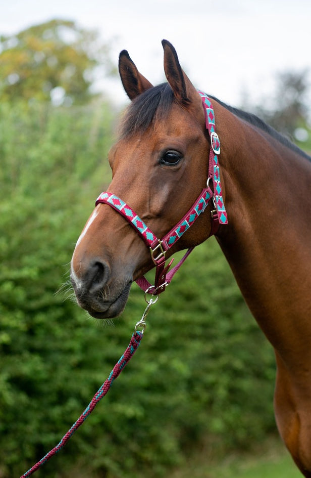 Hy Equestrian Woven Polo Head Collar and Lead Rope