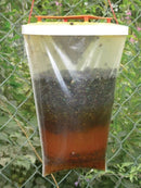 Redtop Fly Trap