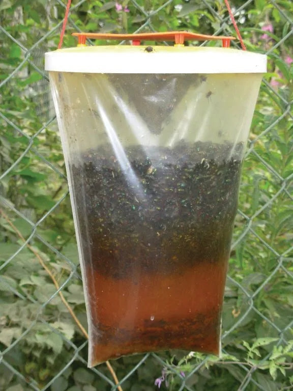 Redtop Fly Trap