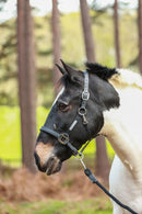 Equilibrium Stellar Headcollar