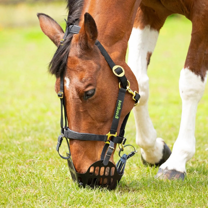 Greenguard Grazing Muzzle & Headcollar