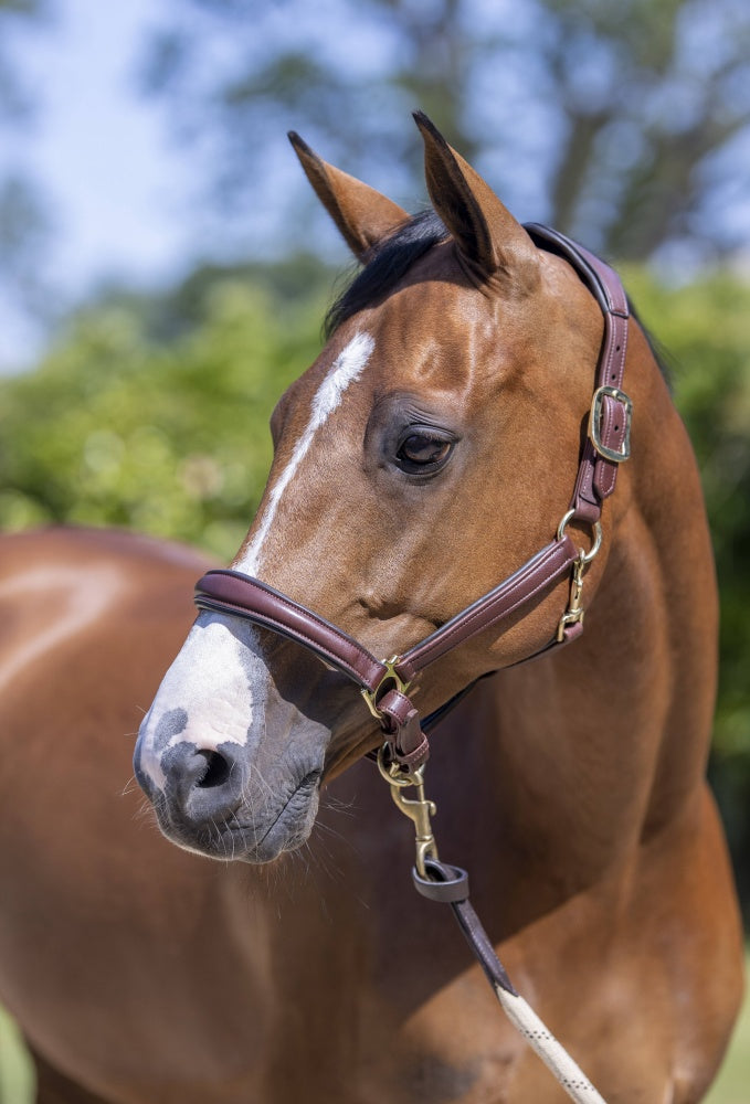 LeMieux Anatomic Leather Headcollar