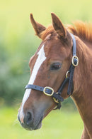 Velocity GARA Adjustable Leather Headcollar (Foal to Yearling)