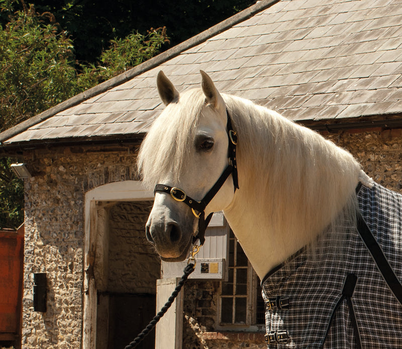 Nylon Adjustable HeadCollar