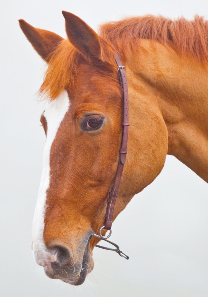 Shires Chifney Bit