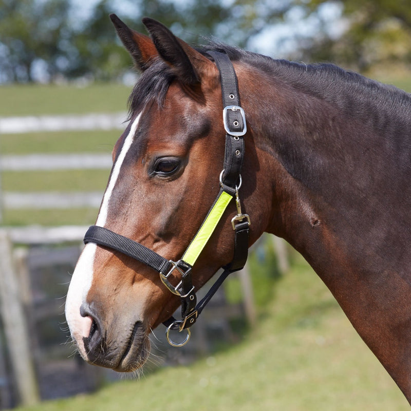 Bitz Fieldsafe Headcollar with Hi Viz Trim