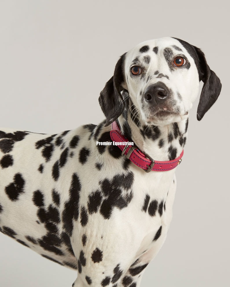 Joules Leather Dog Collar
