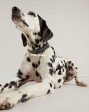Joules Leather Dog Collar
