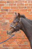 Hy Leather Foal Head Collar