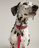 Joules Leather Dog Lead