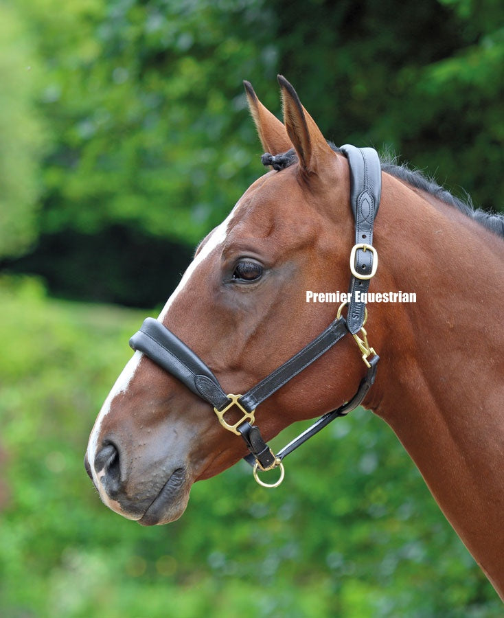 Velocity GARA Cushioned Travel Headcollar