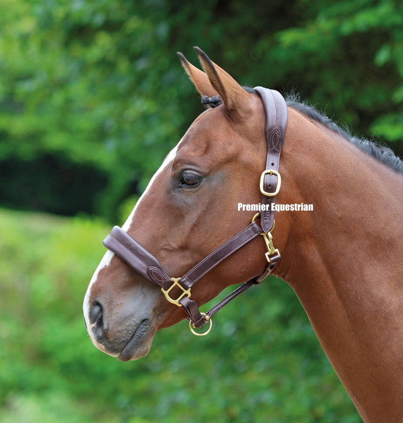 Shires Blenheim Cushioned Travel headcollar