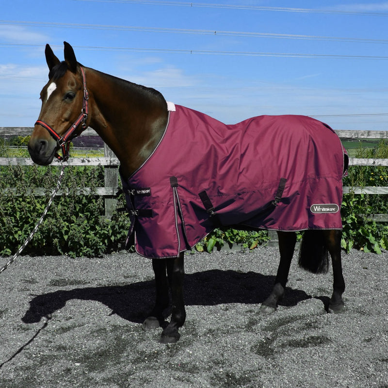 Whitaker Thistle Turnout Rug 100g